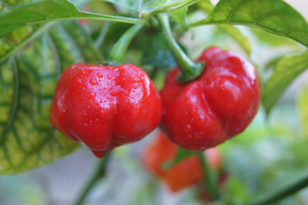 Aji Picante Chile Habanero